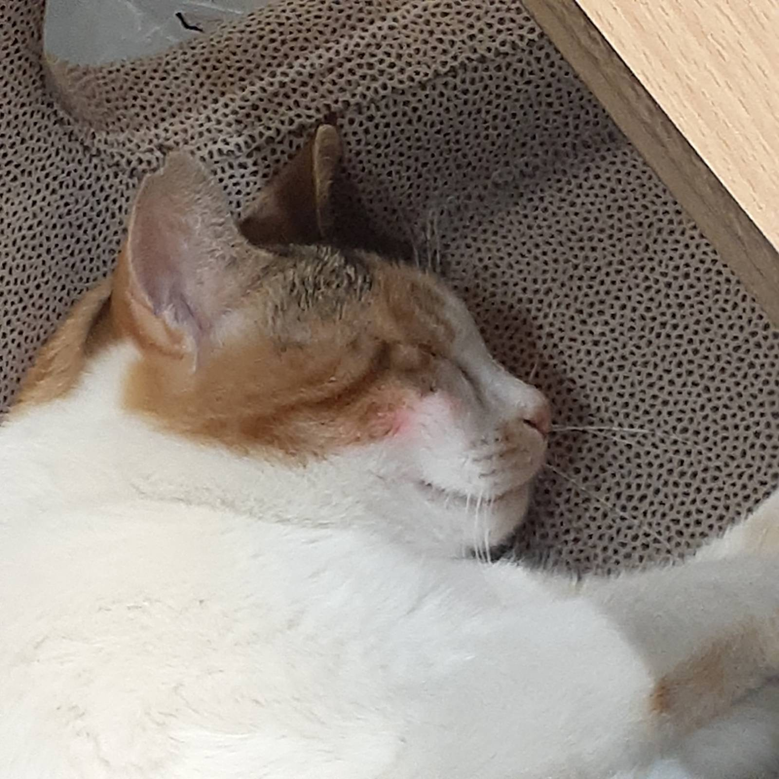 A sleeping cat